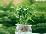 催财旺财 家居吉祥花草