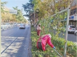 立体绿化提升城市颜值 市建设路将变身“月季花道”