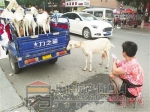 街头现挤的羊奶能不能放心喝？