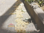  法桐致歉：闯祸并非我所愿 请手下留情多包涵